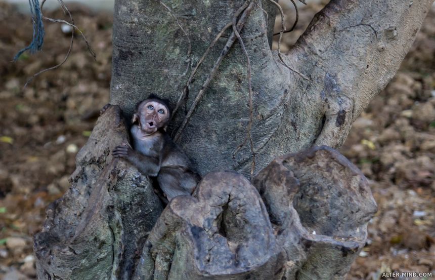 Детеныш обезьяны испуган