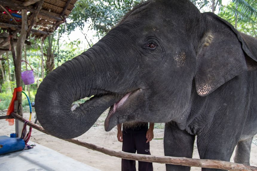 Слон развлекает туристов за еду