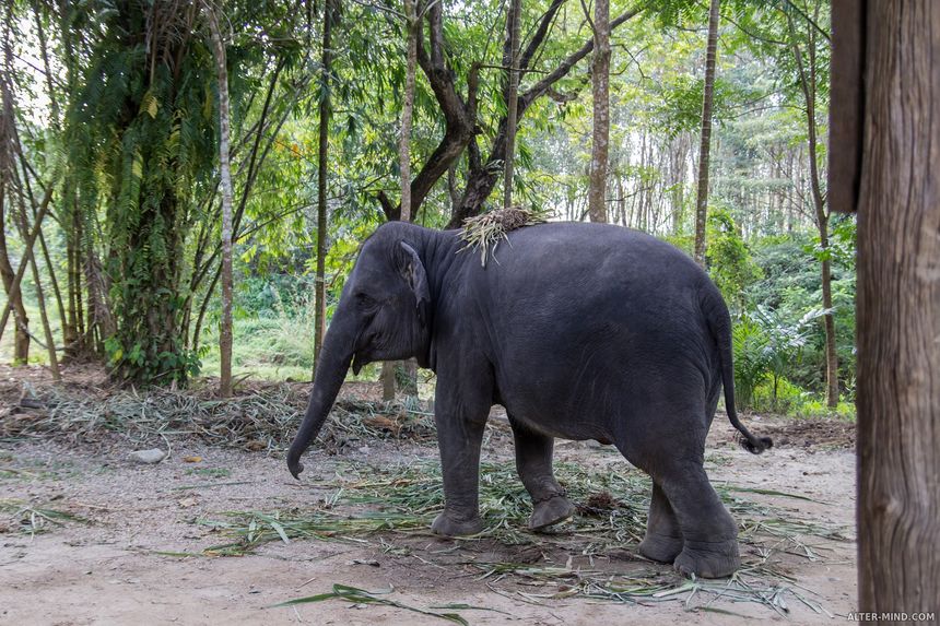 Слон играет с пальмовыми листьями